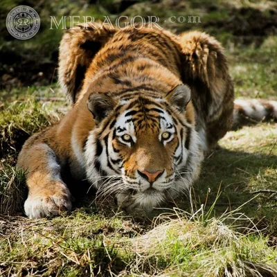 Животные, #Тигры, #аватары, #картинки, #фото, #авы,  https://avatarko.ru/kartinka/31923 | Imagenes de tigres, Tigre de java,  Animales en peligro de extincion