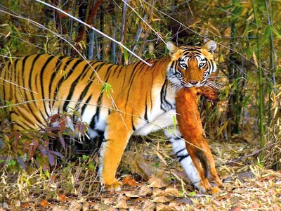 Тигра на охоте фотографии
