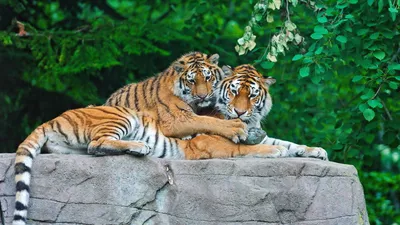 крупный план красивого тигра смотрящего в сторону, голова амурского тигра,  мужчина Hd фотография фото, бенгальский тигр фон картинки и Фото для  бесплатной загрузки