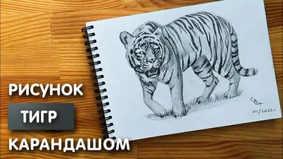 рука рисует портрет большого белого тигра, рисунок тигра, животное, дикая  природа фон картинки и Фото для бесплатной загрузки