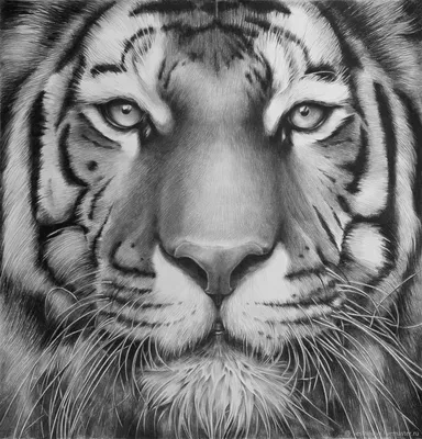 Tiger Whiskers Line art Черно-белый рисунок, тигр, белый, млекопитающее,  лицо png | Klipartz