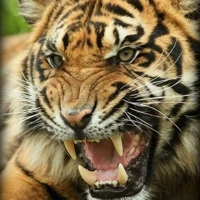 Тигра с оскалом фото