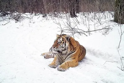 Амурский тигр в природе, повадки и особенности зверя | The world | Дзен