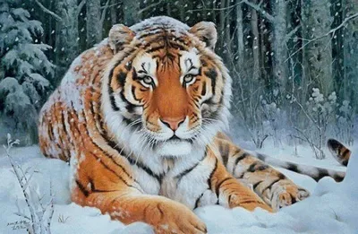 tiger | snow | тигр | зима | Cute couple pictures, Pink wallpaper iphone,  Cute couples