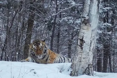 Зимний тигр : Фотоконкурс «Святое и ценное в России»