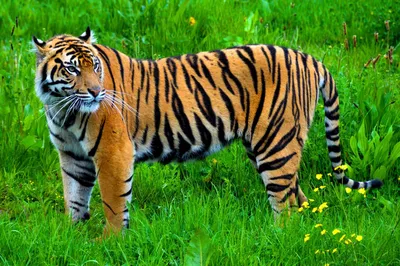 Окрас тигра - картинки и фото koshka.top