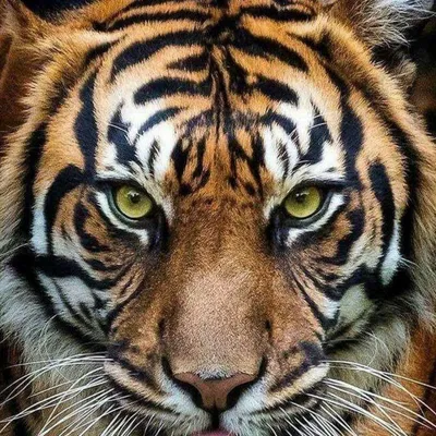 Лицо тигра (56 фото)