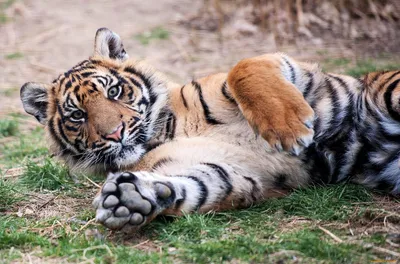 Лапы тигра - картинки и фото koshka.top