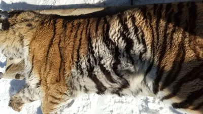 Ещё одного тигра отловили в Хабаровском крае | Телеканал \