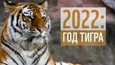 2022: год тигра. Как сохранили тигра на Дальнем Востоке - YouTube