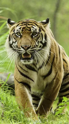 Вид на тигра, красивое существо дикой природы на траве 2K загрузка обоев