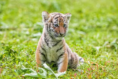 В Приморье выросла популяция амурского тигра на \