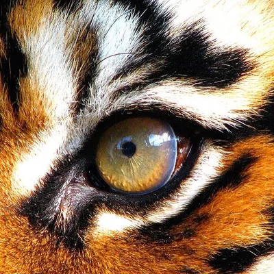 Взгляд тигра - 49 фото
