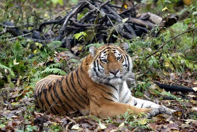 Международный день тигра отмечается 29 июля | Ветеринария и жизнь