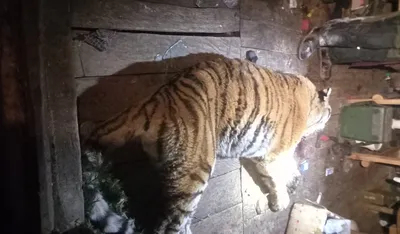 Подробности нападения тигра на молодого охотника в Хабаровском крае -  AmurMedia