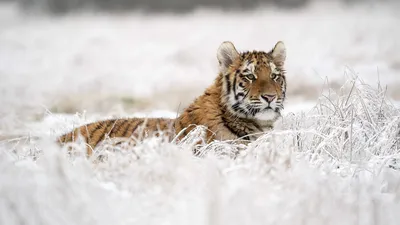 Код тигра: как талисман наступающего года вошел в наше сознание | Статьи |  Известия