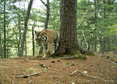 Национальный парк «Зов Тигра» — ФГБУ «Объединенная дирекция Лазовского  заповедника и национального парка «Зов тигра»