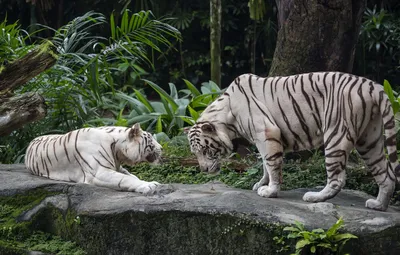 Обои пара, белые, тигры, два тигра картинки на рабочий стол, раздел кошки -  скачать