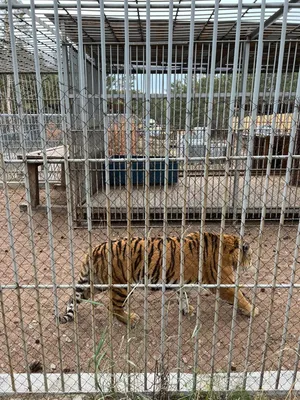 Сбежавшего тигра в Улан-Удэ кормят кониной и красной рыбой - Общество -  Новая Бурятия