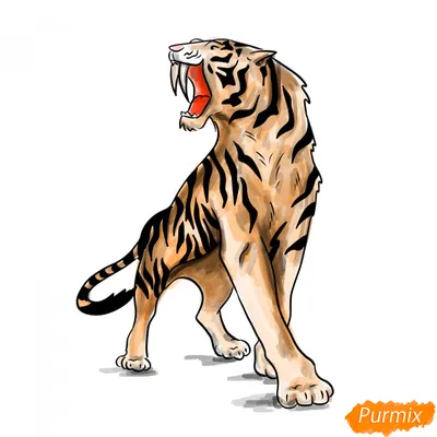 Как нарисовать саблезубого тигра поэтапно 5 уроков