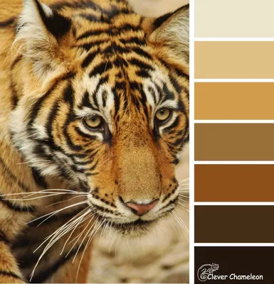 Цвет тигра - картинки и фото koshka.top