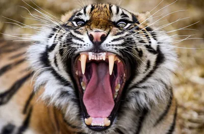 Рычащего тигра - картинки и фото koshka.top