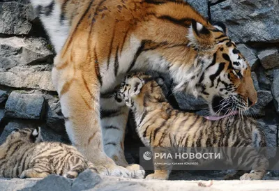 В крымском \"Тайгане\" родились редкие амурские тигры :: Новости :: ТВ Центр