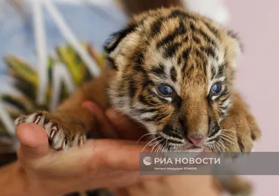 Барнаульцев приглашают на Праздник тигра в зоопарк - Толк 27.07.2023