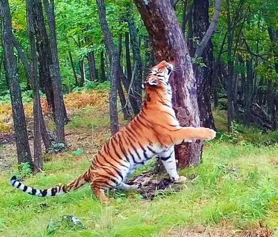 В Приморском крае начали считать амурских тигров и дальневосточных леопардов  » Журнал ГОРЕЦ » Познавательно о высоком