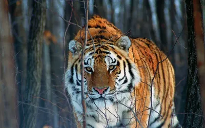 В России подсчитали амурских тигров и дальневосточных леопардов » Magnus  Felidae (Великие Кошачьи) - красота и превосходство!