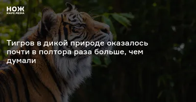 В дикой природе Вьетнама осталось не более пяти тигров - ТАСС