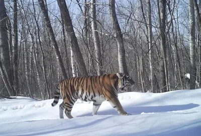 Харбинские амурские тигры учатся жить в дикой природе_Russian.news.cn