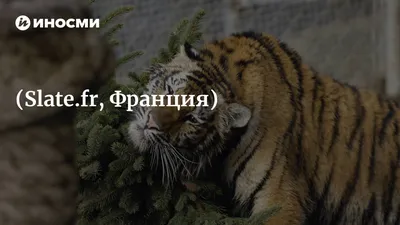 Казахское Географическое Общество - Ежегодно 29 июля отмечается  Международный день тигра. ⠀ К сожалению, в дикой природе сохранилось всего  не более 5 тысяч особей, и это число продолжает постоянно сокращаться. Так,  за