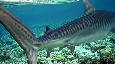 Тигровая акула: агрессивная королева морских вод | Морские обитатели | Дзен