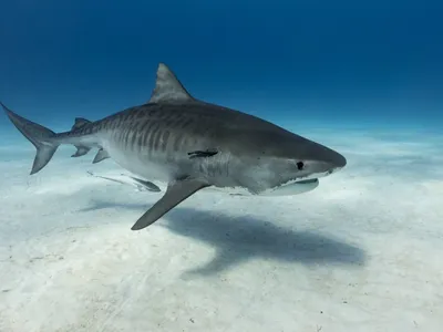 Тигровая акула, как ключ к разгадке | Пикабу