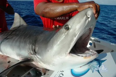 Флорида » Тигровая акула (Tiger shark, Galeocerdo cuvier)