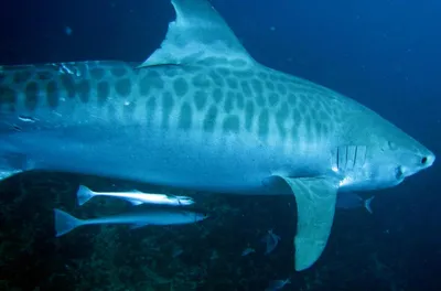 Тигровая акула. Aliwal Shoal. Umkomaas. ЮАР.