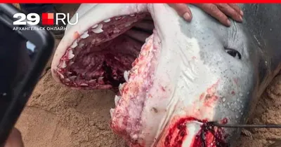 Как выглядит тигровая акула, убившая российского туриста в Египте: фото,  видео - 9 июня 2023 - 29.ru