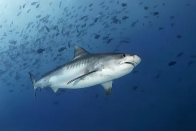 большая тигровая акула. стоковое изображение. изображение насчитывающей  коралл - 229701495