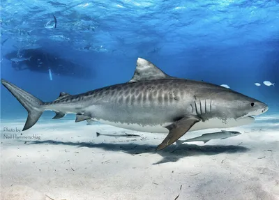 Бирюзовая с отблеском тигровая акула…» — создано в Шедевруме