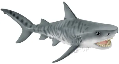 Тигровая акула 3D модель - Скачать Животные на 3DModels.org