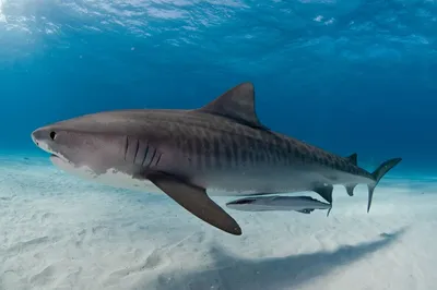 Тигровая акула в красном море - 69 фото