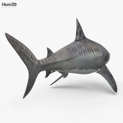 Фигурка животного Детское Время Тигровая акула купить по цене 878 ₽ в  интернет-магазине Детский мир