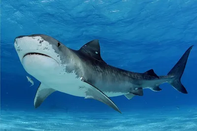 Тигровая акула замечена у побережья Эйлата: что делать при встрече с  хищницей? - Новости Израиля : ISRAELINSIDE.info
