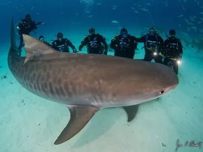 Тигровая акула (World) | Hungry shark вики | Fandom