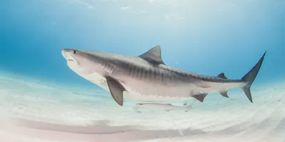 Тигровая акула Tiger Shark (ID#1315762446), цена: 990 ₴, купить на Prom.ua