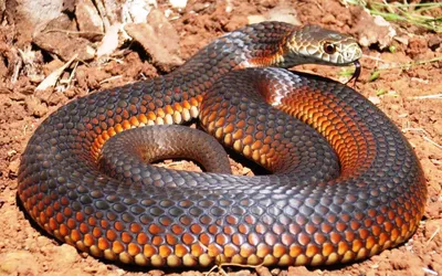 Tiger Snake (Notechis scutatus) | Nick Volpe | Flickr