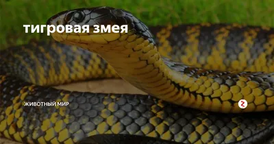 Если увидите этих змей, бегите скорее... | Всё о мире животных | Дзен