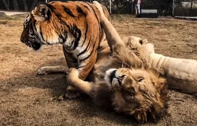 Тигры львы фото