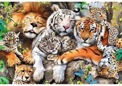 Тигры львы фотографии